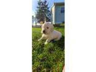 Golden Retriever Puppy for sale in Owosso, MI, USA