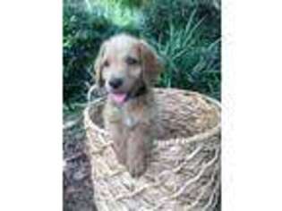 Labradoodle Puppy for sale in Dixie, GA, USA