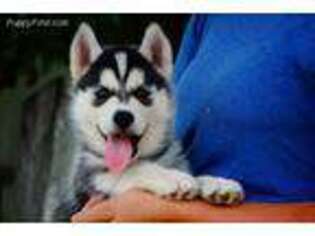 Siberian Husky Puppy for sale in Wooster, OH, USA