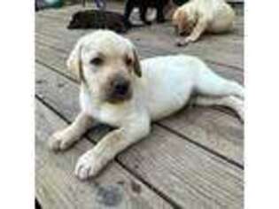 Labrador Retriever Puppy for sale in Stockton, CA, USA