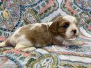 Cavalier King Charles Spaniel Puppy for sale in Comer, GA, USA