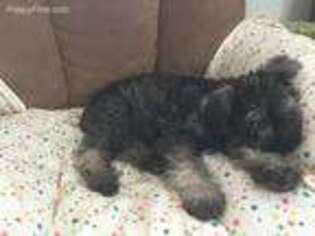 Mutt Puppy for sale in Dumont, NJ, USA