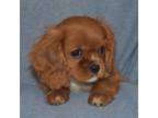 Cavalier King Charles Spaniel Puppy for sale in Berryville, VA, USA