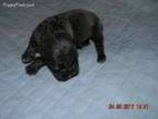 Olde English Bulldogge Puppy for sale in Paw Paw, MI, USA