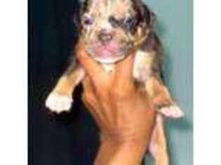 Mutt Puppy for sale in Neptune, NJ, USA