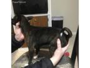 Basenji Puppy for sale in Stratford, NJ, USA