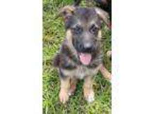German Shepherd Dog Puppy for sale in Cottondale, FL, USA