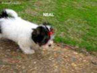Biewer Terrier Puppy for sale in Brookwood, AL, USA