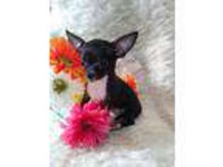 Chihuahua Puppy for sale in Kinards, SC, USA