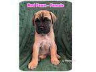 Bullmastiff Puppy for sale in Westfield, IN, USA