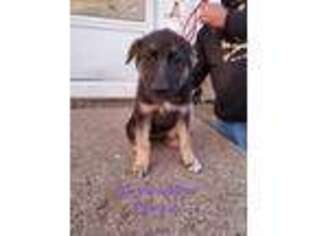 German Shepherd Dog Puppy for sale in Stover, MO, USA