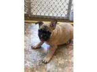 French Bulldog Puppy for sale in Wauseon, OH, USA