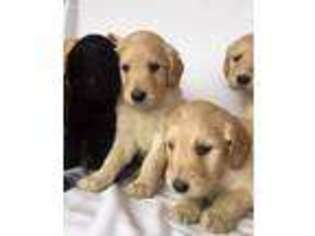 Goldendoodle Puppy for sale in Cross Hill, SC, USA