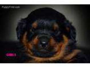 Rottweiler Puppy for sale in Goshen, OH, USA