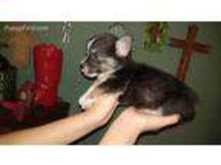 Pembroke Welsh Corgi Puppy for sale in Wilson, OK, USA