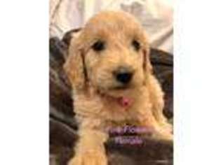 Goldendoodle Puppy for sale in Concord, NC, USA