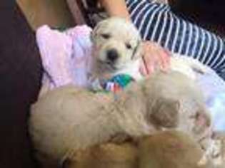 Labrador Retriever Puppy for sale in DUNNELLON, FL, USA