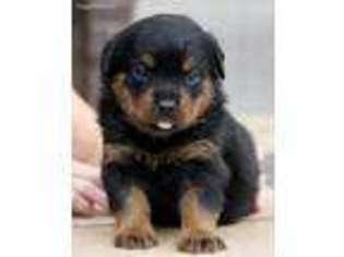 Rottweiler Puppy for sale in Reeds Spring, MO, USA