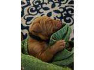 Vizsla Puppy for sale in Charleston, SC, USA