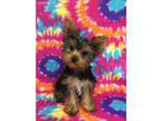 Yorkshire Terrier Puppy for sale in Sycamore, GA, USA