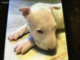Bull Terrier Puppy for sale in Hugo, OK, USA