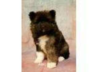 Akita Puppy for sale in Versailles, MO, USA