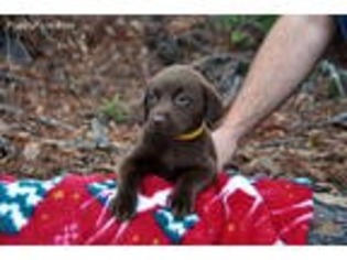Labrador Retriever Puppy for sale in Hilliard, FL, USA
