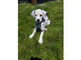 Dalmatian Puppy for sale in Loves Park, IL, USA