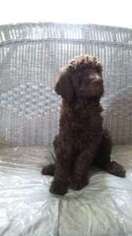 Goldendoodle Puppy for sale in Broad Brook, CT, USA