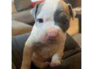 American Bulldog Puppy for sale in Oak Harbor, OH, USA