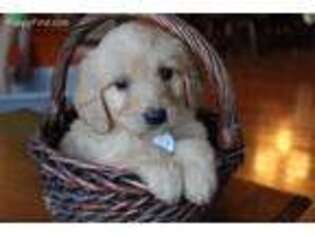Goldendoodle Puppy for sale in Fort Ashby, WV, USA