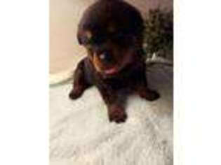 Rottweiler Puppy for sale in Dongola, IL, USA