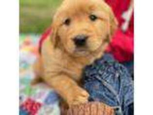 Golden Retriever Puppy for sale in Cookeville, TN, USA