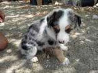 Australian Shepherd Puppy for sale in Pinon Hills, CA, USA