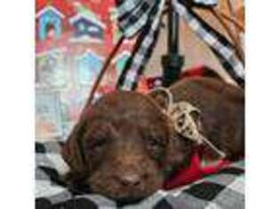Mutt Puppy for sale in Lewisville, TX, USA