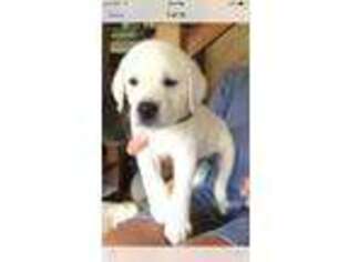 Labrador Retriever Puppy for sale in Fairfield, NJ, USA