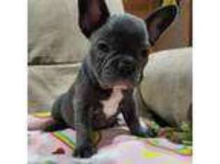 French Bulldog Puppy for sale in Dickeyville, WI, USA