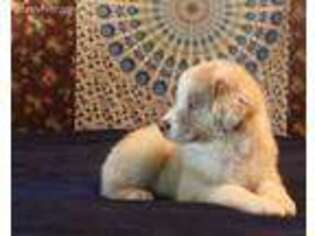 Australian Shepherd Puppy for sale in Granbury, TX, USA