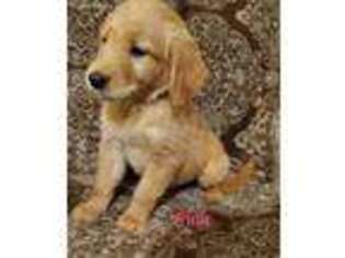 Golden Retriever Puppy for sale in Pelzer, SC, USA