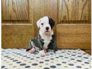 American Bulldog Puppy for sale in New Paris, OH, USA