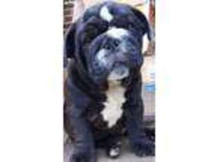 Bulldog Puppy for sale in Hillsville, VA, USA
