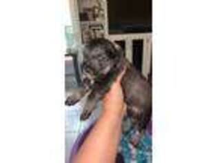 Mutt Puppy for sale in Jackson, MS, USA