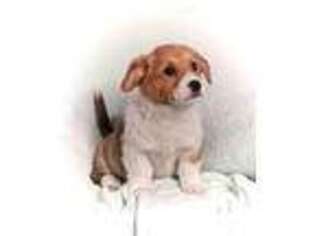 Pembroke Welsh Corgi Puppy for sale in San Jose, CA, USA