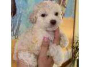 Cavapoo Puppy for sale in Carlsbad, CA, USA