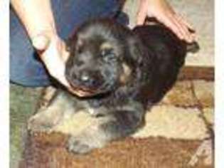 German Shepherd Dog Puppy for sale in NEW YORK MILLS, MN, USA