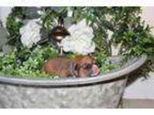 Pembroke Welsh Corgi Puppy for sale in Raeford, NC, USA