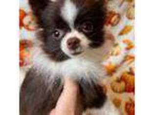 Pomeranian Puppy for sale in Avon Park, FL, USA