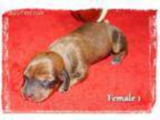 Dachshund Puppy for sale in Goshen, OH, USA