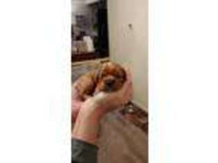 Cavalier King Charles Spaniel Puppy for sale in Warren, OH, USA