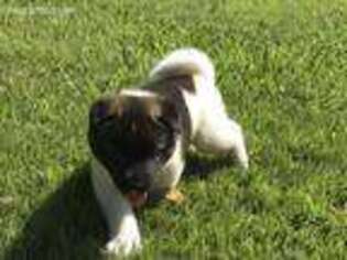 Akita Puppy for sale in Cottontown, TN, USA